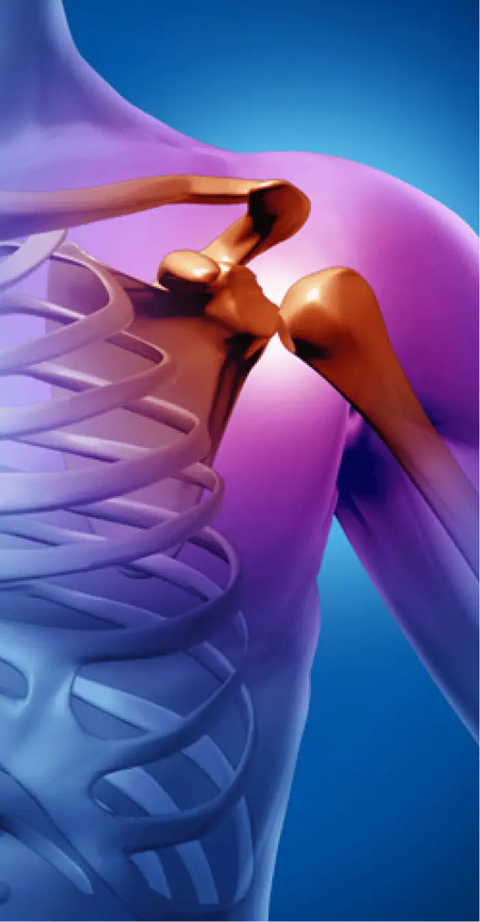 Anatomía de la articulación del hombro