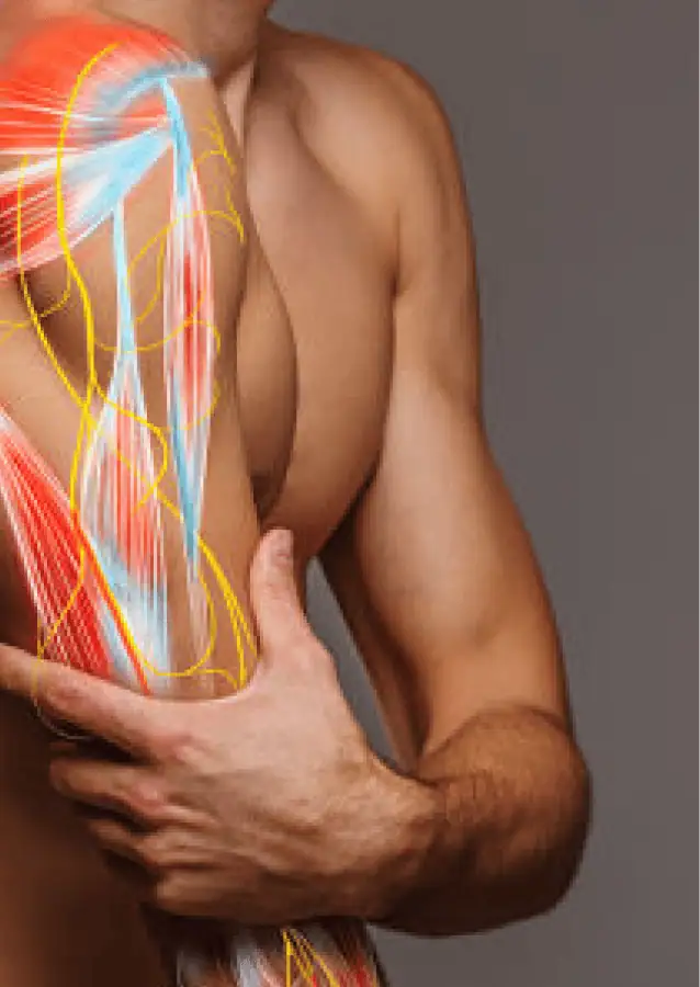 Anatomía de los músculos del hombro