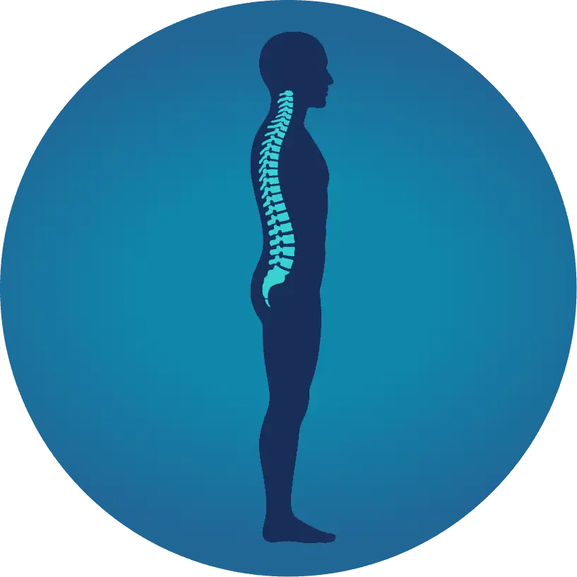 Ilustración de la columna vertebral