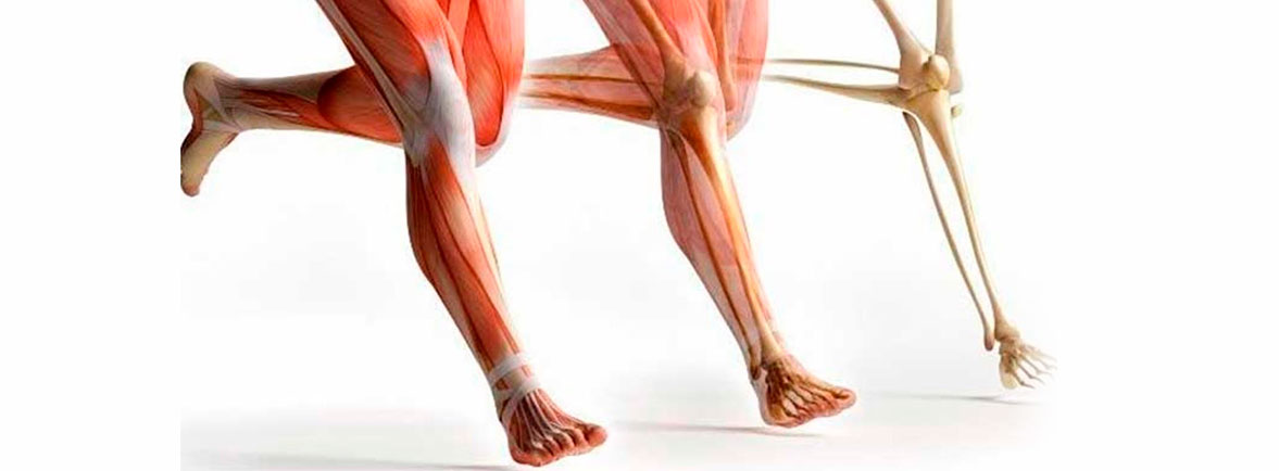 Tendones y Ligamentos - Dr. Esteban Castro - Médico Traumatólogo Ortopédista | Cirugía de columna y articular